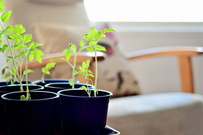 Close-up of potted plant