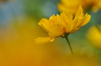 Close-up of yellow flowering plant