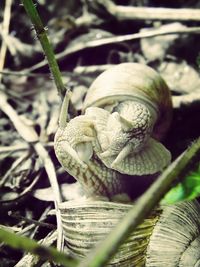 Close-up of snail