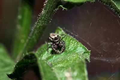Close-up of spider