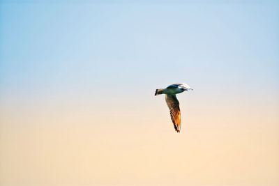 Flying bird in santo domingo