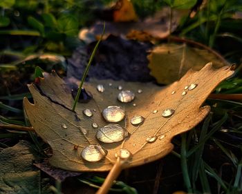 Close-up of water drops on plant