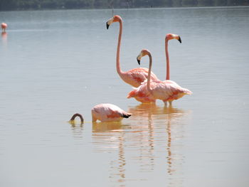 Birds in lake