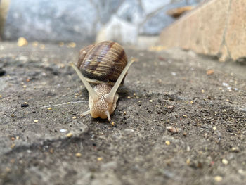 Close-up of snail on road