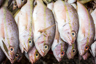 Stack of snapper fish at market