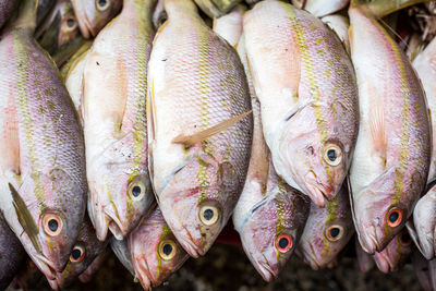 Stack of snapper fish at market
