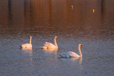 Close up of three swans in the morning sun