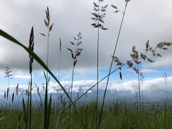 Plants growing on field against sky