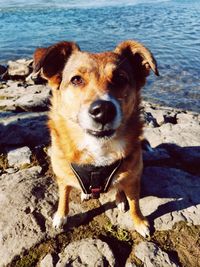 Portrait of dog on beach