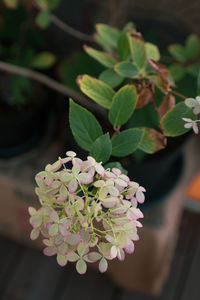 Close-up of flowering plant