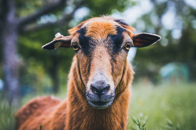 Close-up portrait of a brown sheep