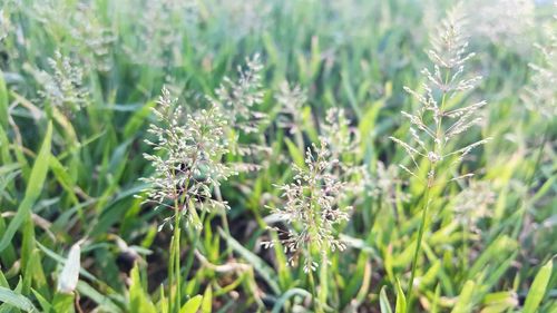 Close-up of plants growing on field