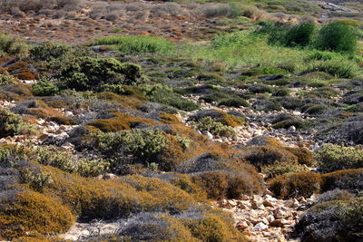 wilderness