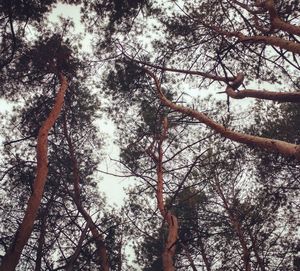 Low angle view of trees against sky