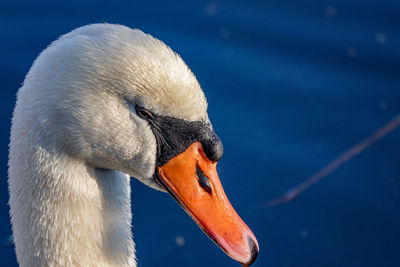 Close-up of swan