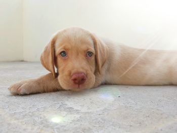 Close-up portrait of puppy