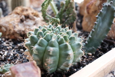 Close-up of succulent plant