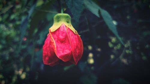 Close-up of red rose flower