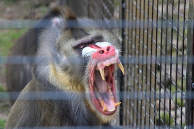 Close-up of monkey yawning