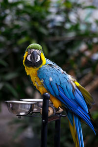 Close-up of parrot perching on leaf