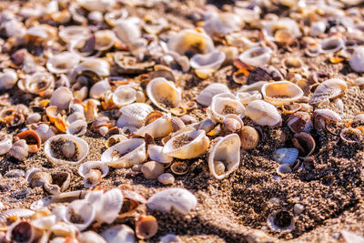 Full frame shot of pebbles