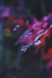 Close-up of wet plant