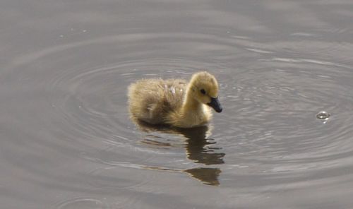 Ducks swimming in lake