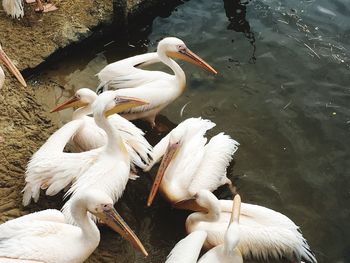 High angle view of birds in lake