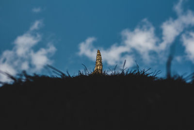 Low angle view of silhouette tree in park against sky