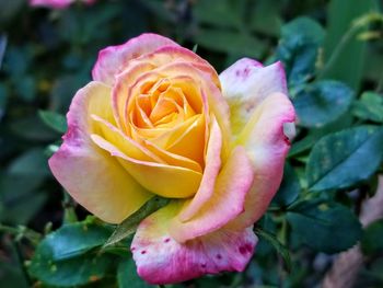Close-up of pink rose