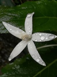 Close-up of wet yellow flower