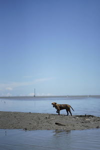 Side view of a dog running in water