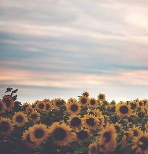 flower, sky, yellow, beauty in nature, agriculture, rural scene, growth, cloud - sky, field, nature, sunset, cloudy, plant, farm, landscape, freshness, tranquil scene, tranquility, sunflower, cloud