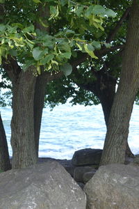 Close-up of tree trunk