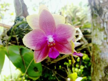 Close-up of pink orchid flower