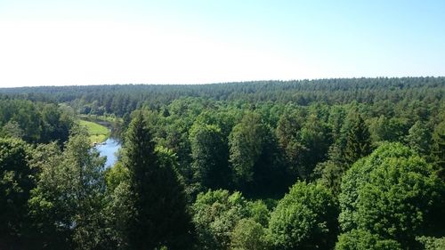 High angle view of trees in forest against clear sky