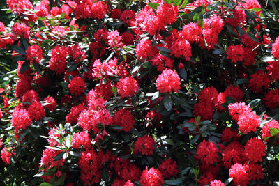 Close-up of red flowering plant