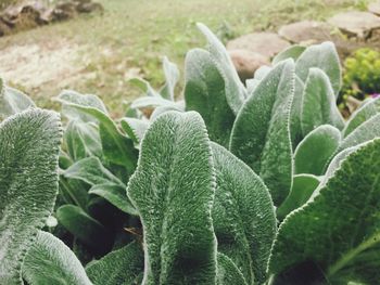 Close-up of fresh green plant