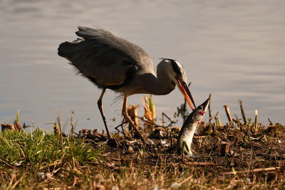 Heron feeding