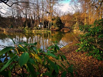 Scenic view of lake in forest