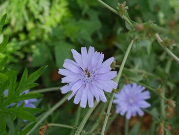 Close-up of purple flowers