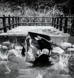 River flowing through rocks