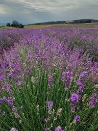 Purple flowering plants on field