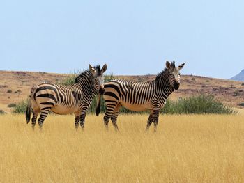 View of zebras on field against sky