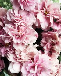 Close-up of pink flowers