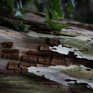 Close-up of log on tree trunk