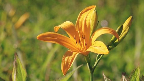 Close-up of day lily plant