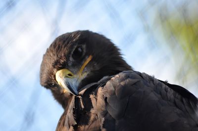 Low angle view of eagle against sky