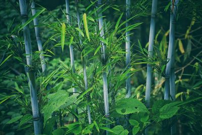 Close-up of bamboo plants on field