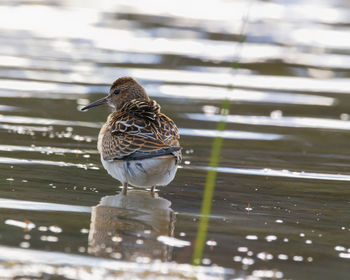 Close-up of bird perching on a lake